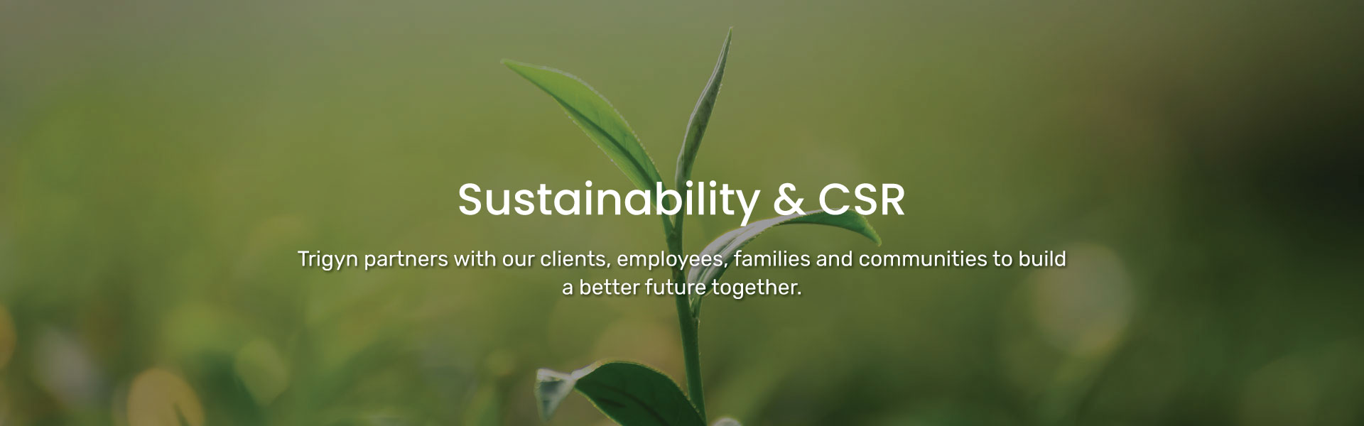 Trigyn’s Approach to Sustainability & Corporate Social Responsibility